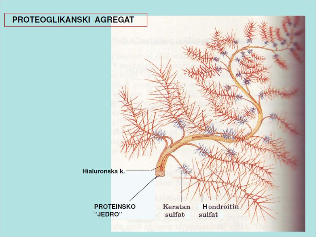 Centralni protein ima Mw do 250 000, celotni agregat (agrekan) pa do 2 x 10(6).