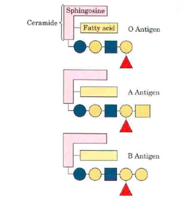 GLIKOLIPIDI IN LIPOPOLISAHARIDI SO DELI MEMBRAN Oligosaharidni del je