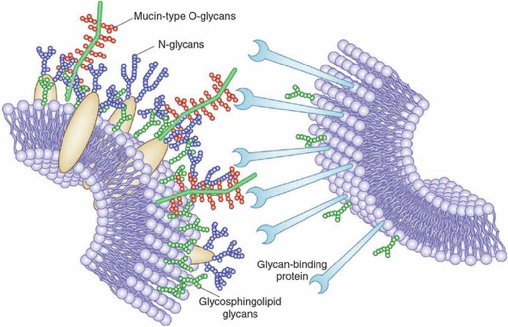 GLIKOKONJUGATI - POVZETEK Proteoglikani so glikokonjugati, kjer je eden od velikih kislih glikozaminoglikanov (heparan sulfat, hondroitin sulfat, keratan sulfat ) vezan na zunajcelični protein.