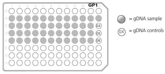 Εικόνα 11: Προετοιμασία της πλάκας GP1 Προετοιμασία GP2 (Genomic Plate 2) 1. Σήμανση μιας πλάκας 96 θέσεων ως GP2 και τοποθέτηση της σε πάγο. 2. Προσθήκη 10μL αντιδραστηρίου 1Χ ΤΕ Buffer σε κάθε θέση από τις σειρές Β εως Ε.