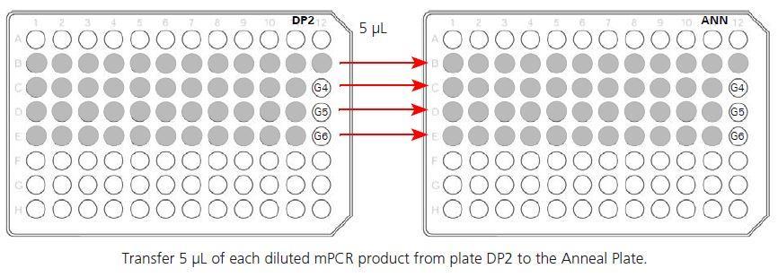 Προσθήκη αραιωμένων προϊόντων mpcr στη πλάκα ANN 1. Μεταφορά 5μL από τα αραιωμένα mpcr προϊόντα από την πλάκα DP2 στις αντίστοιχες θέσεις της πλάκας ANN (συνολικός όγκος 40,1 μl) (Εικόνα 15). 2.