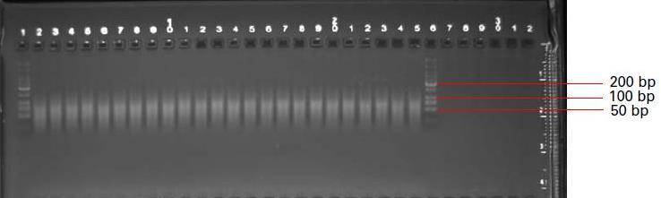 7. Τρέξιμο του gel στα 120V για 24 λεπτά. 8. Εμφάνιση του gel και εξέταση ώστε να διαπιστωθεί εάν τα θραύσματα βρίσκονται κάτω από τα 120bp με το smear να επικεντρώνεται περίπου στα 50bp.