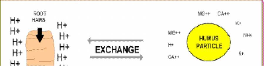 Katjonoizmenjivački kapacitet CEC (cation exchange capacity) Sposobnost