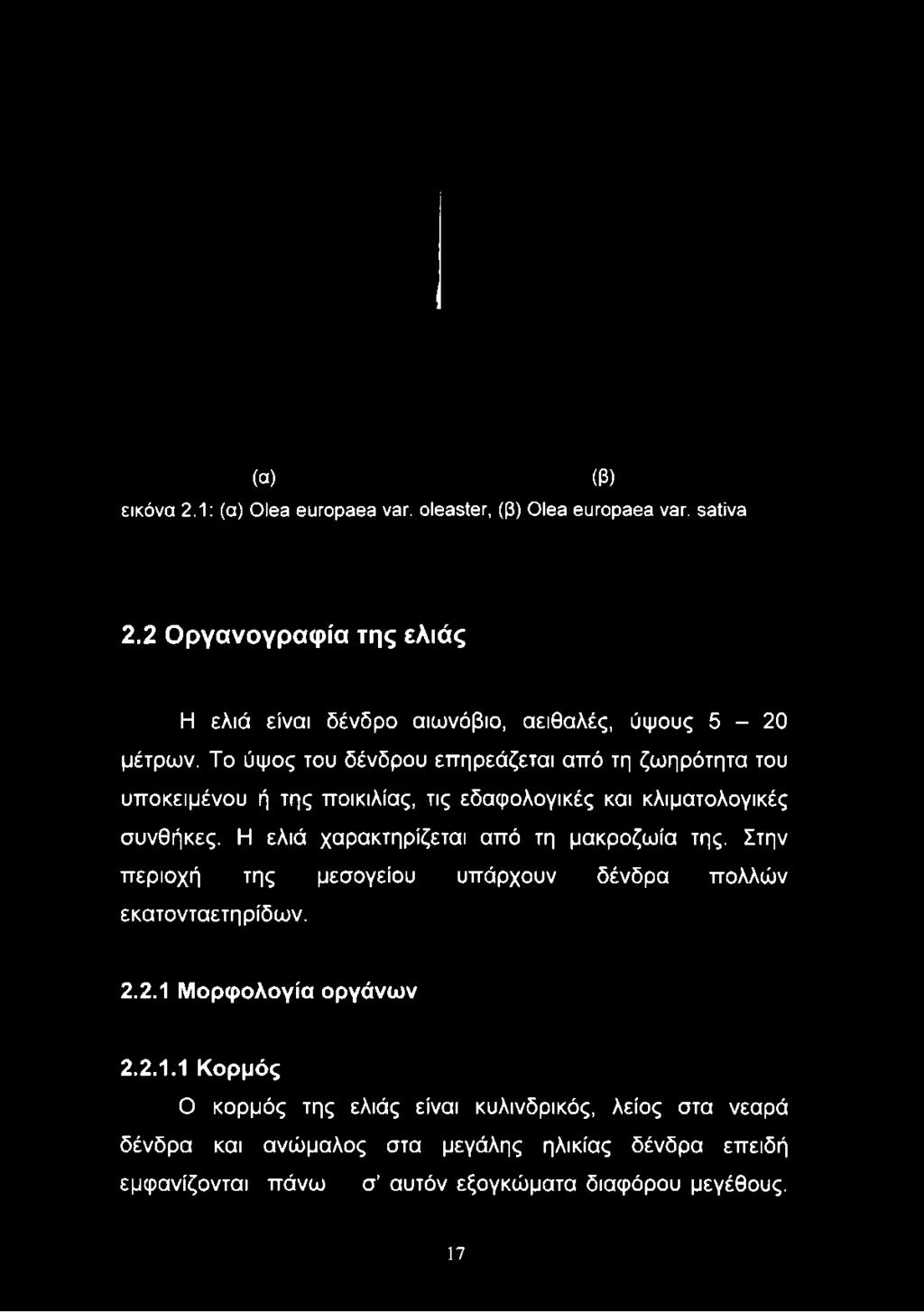 Το ύψος του δένδρου επηρεάζεται από τη ζωηρότητα του υποκειμένου ή της ποικιλίας, τις εδαφολογικές και