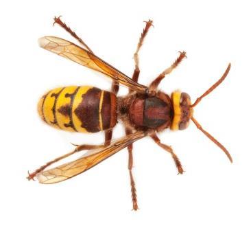 karnivori Ordo: Hymenoptera