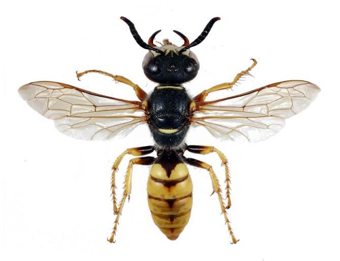 Pčelinji vuci Gnezda prave u pesku Ordo: Hymenoptera Subordo: