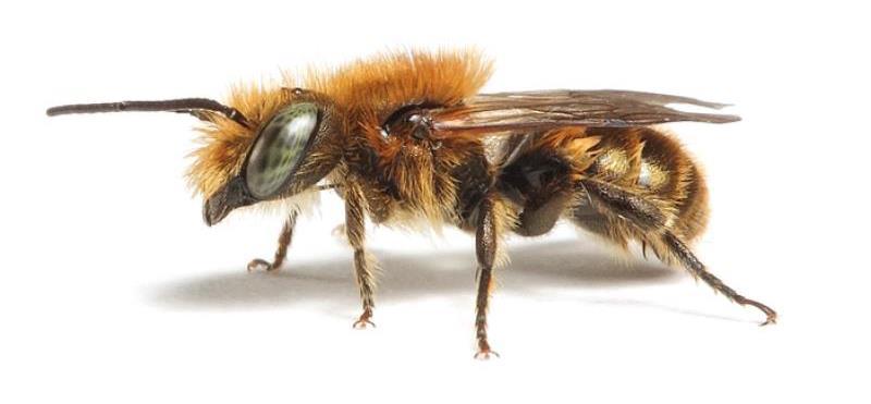 Megachilidae Genus: