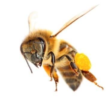 Medonosna pčela