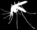 Veliki komarac Stanište: šumski ekosistemi Antene su im duže od glave (6-člane) T.