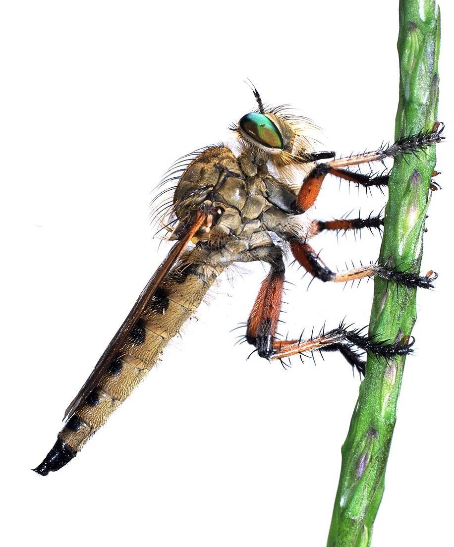 Grabljiva muva Ordo: Diptera Subordo: Brachycera