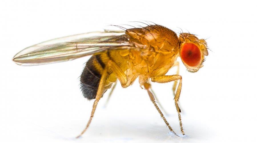 Drosophila (>1500 vrsta) D.