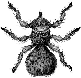 Ordo: Diptera Subordo: Brachycera