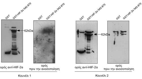 το πρωτεϊνικό τμήμα GST-HIF-2α 542-870 με μεγαλύτερη επιτυχία από το κουνέλι 1 από το οποίο συνεχίστηκε ο περαιτέρω καθαρισμός (Εικόνα 18).