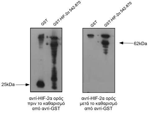 Εικόνα 19: Έλεγχος του αντι-hif-2α ορού για απαλλαγή από αντισώματα αντι-gst.