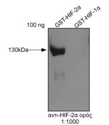 Κατόπιν, για τον έλεγχο της εξειδίκευσης του αντισώματος, αναλύθηκαν με SDS- PAGE 100 ng του πλήρους μεγέθους GST-HIF-2α και του GST-HIF-1α (κλωνοποιήθηκε και εκφράστηκε στα πλαίσια της διδακτορικής