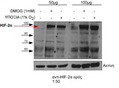 DMOG για 4 ώρες και ακολούθησε λύση των κυττάρων και ανάλυση των ολικών εκχυλισμάτων (50 και 100 μg ολικής πρωτεΐνης) με ανοσοαποτύπωση.