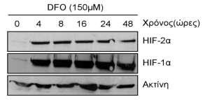 Τα αποτελέσματα αυτά δείχνουν ότι ενώ η παρατεταμένη έκθεση σε χαμηλές συγκεντρώσεις οξυγόνου ή παρουσία DMOG μειώνουν την έκφραση του HIF-2α, δε συμβαίνει κάτι αντίστοιχο στην περίπτωση της
