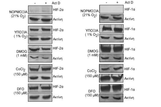 συγκεκριμένης πρωτεΐνης. Είναι γενικά αποδεκτό ότι η επαγωγή του HIF-2α από την υποξία προκαλείται από τη σταθεροποίηση της πρωτεΐνης μέσω αναστολής της πρωτεόλυσης της.
