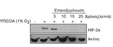 3.2.1.4. Ρόλος της πρωτεϊνοσύνθεσης στην επαγωγή του ΗIF-2α σε κύτταρα Huh7.