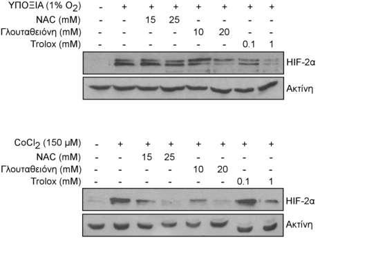 Τα αποτελέσματα αυτά υποδεικνύουν πως η παραγωγή ή η παρουσία των ROS είναι απαραίτητη για την επαγωγή του HIF-2α που προκαλείται από την υποξία και από το CoCl 2.