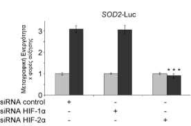 Για την μελέτη της μεταγραφικής ενεργότητας του HIF-1 και του HIF-2 σε κύτταρα