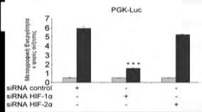 HEp2 Εικόνα 45: Επίδραση της αποσιώπησης της έκφρασης του HIF-1α και του HIF-2α με sirna στην μεταγραφή από τον υποκινητή του SOD2 και τον υποκινητή του PGK σε κύτταρα HepG2, Saos2 και HΕp2.
