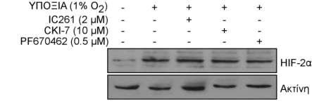 3.3.1.1. Επίδραση της αναστολής της κινάσης της καζεΐνης 1 (CK1) στην έκφραση και μεταγραφική ενεργότητα του HIF-2.