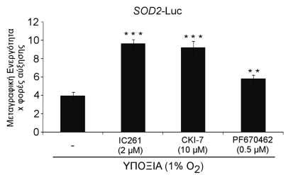 αναστολέων της CK1 κατά την υποξία αύξησε στατιστικά σημαντικά τη μεταγραφή από τον υποκινητή του SOD2 σε σύγκριση με την επώαση σε υποξία απουσία των αναστολέων (Εικόνα 51).