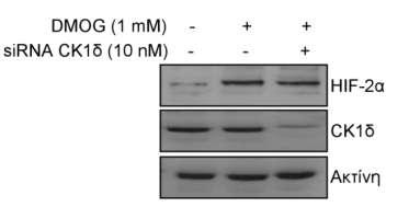 Στη συνέχεια, ακολούθησε ταυτόχρονη διαμόλυνση των κυττάρων Huh7 με sirna-ck1δ (ή με αρνητικό δείγμα sirna) και με πλασμίδια αναφοράς.