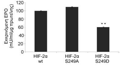 μία χαρακτηριστική μείωση κατά 40% από τη φωσφομιμητική μετάλλαξη (S249D) του HIF-2α στα επίπεδα της εκκρινόμενης EPO, ενώ η μεταλλαγμένη μορφή S249Α του HIF- 2α αύξησε κατά 10% τα εκκρινόμενα