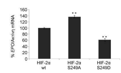 των επιπέδων της εκκρινόμενης EPO σε κύτταρα Huh7 έπειτα από διαμόλυνση των κυττάρων με πλασμίδια που κωδικοποιούν για τις πρωτεΐνες GFP-HIF-2α ή τις μεταλλαγμένες μορφές του Οι τιμές αποτελούν