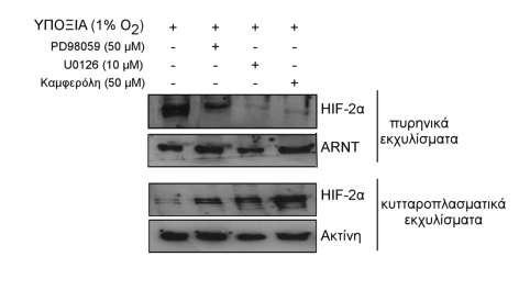 3.3.2.3. Επίδραση της αναστολής του μονοπατιού των ERK1/2 στον υποκυτταρικό εντοπισμό του HIF-2 σε κύτταρα Huh7. Ο μεταγραφικά ενεργός HIF-2 εντοπίζεται στον πυρήνα.
