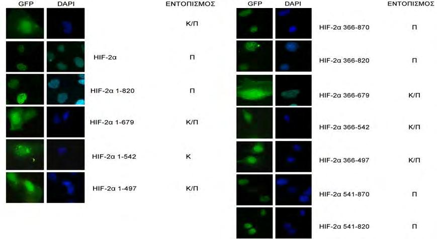 Αρχικά, ενισχύθηκαν με PCR οι αλληλουχίες cdna που κωδικοποιούν για τα συγκεκριμένα πρωτεϊνικά τμήματα του HIF-2α.