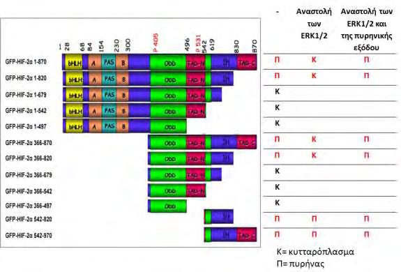 Πίνακας 2 : Συγκεντρωτικά αποτελέσματα πειραμάτων μικροσκοπίας φθορισμού με αναστολή του μονοπατιού των ERK1/2 και αναστολή της πυρηνικής εξόδου πρωτεϊνών σε κύτταρα Huh7.