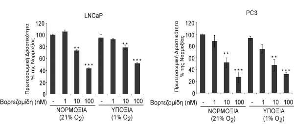 Εικόνα 70: Επίδραση του αναστολέα πρωτεασώματος βορτεζομίδη στην πρωτεασωμική δραστικότητα των κυττάρων LNCaP και PC3.