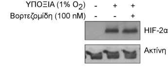 ANRT, τον eif2α, τις p-erk1/2, τις ERK1/2 και την Ιστόνη 2Β πυρηνικών και κυτταροπλασματικών εκχυλισμάτων κυττάρων LNCaP και PC3 που επωάστηκαν σε υποξία (1% Ο 2 ) παρουσία ή απουσία της βορτεζομίδης