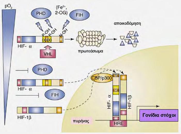 Εικόνα 2: Οξυγόνο-εξαρτώμενη ρύθμιση της α υπομονάδας των HIF. Το οξυγόνο ρυθμίζει την αποικοδόμηση της πρωτεΐνης του HIF-α.