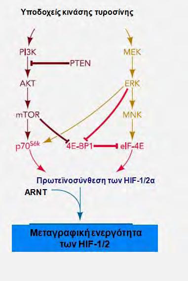 Εικόνα 3: Ρύθμιση της πρωτεϊνικής σύνθεσης των HIF-1/2α : Η πρόσδεση ενός αυξητικού παράγοντα σε ένα υποδοχέα κινάσης τυροσίνης ενεργοποιεί μονοπάτια της PI3K και των MAPΚ.