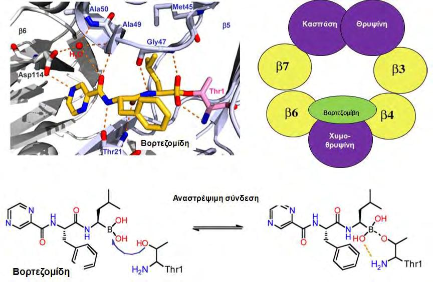 Εικόνα 5: Σχηματικά η πρόσδεση της βορτεζομίδης σε κατάλοιπα θρεονίνης.