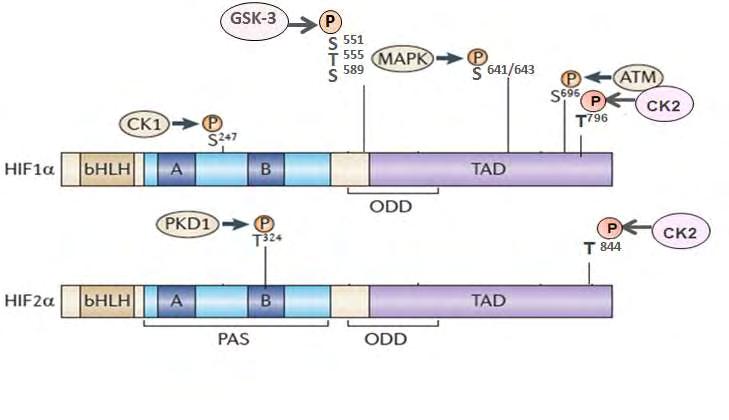 (Nuclear Export Signal, NES), αποτρέποντας την αλληλεπίδραση με την πρωτεΐνη CRM1 που αποτελεί τον κύριο υποδοχέα πυρηνικής εξαγωγής στα θηλαστικά (Mylonis, I et al., 2008).