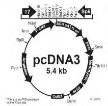 pcdna3 (Invitrogen) Ο πλασμιδιακός φορέας pcdna3 χρησιμοποιείται για την έκφραση της κλωνοποιημένης πρωτεΐνης χωρίς επίτοπο σε ευκαρυωτικά κύτταρα λόγω του ευκαρυωτικού υποκινητή CMV και περιέχει