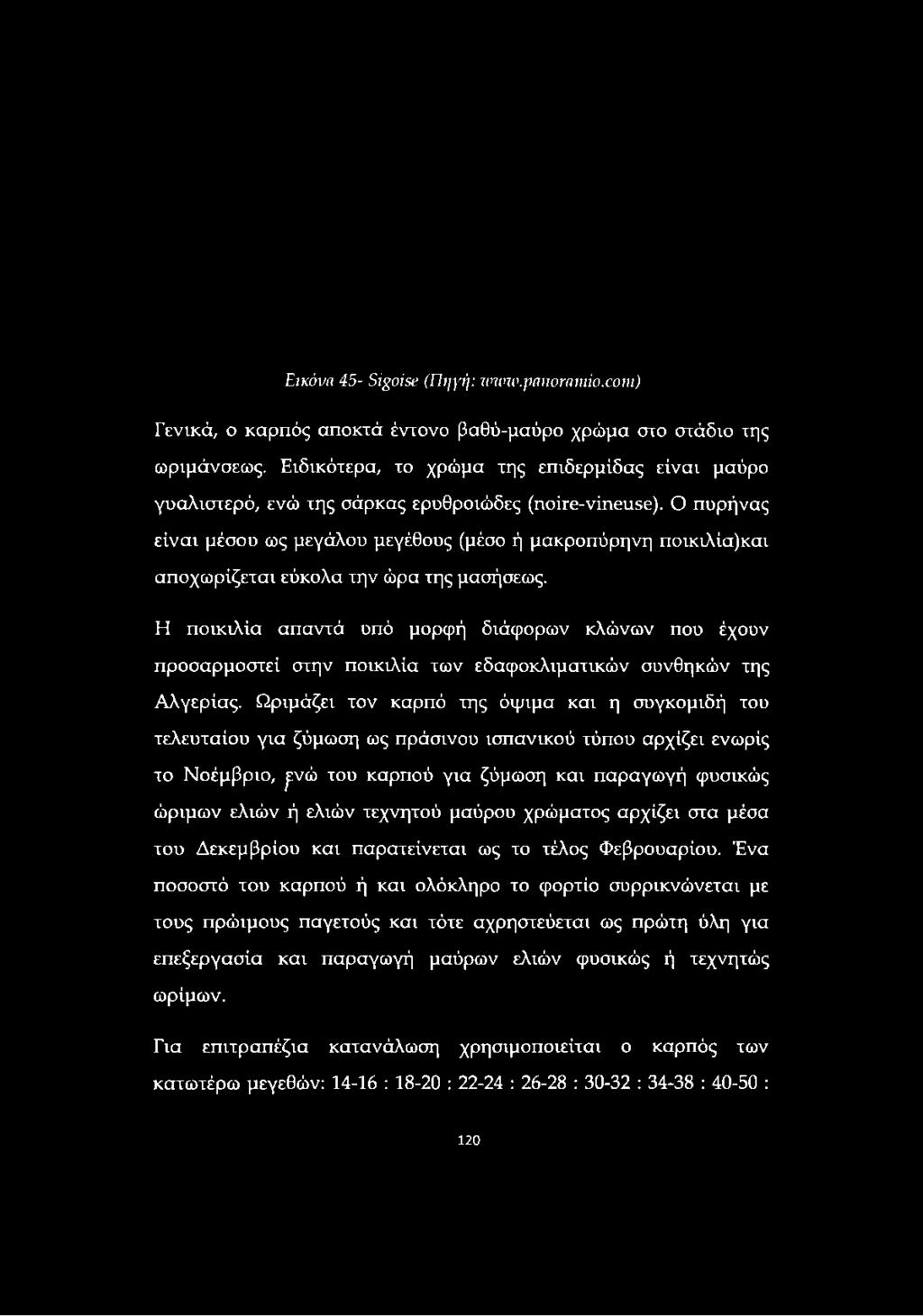 Ωριμάζει τον καρπό της όψιμα και η συγκομιδή του τελευταίου για ζύμωση ως πράσινου ισπανικού τύπου αρχίζει ενωρίς το Νοέμβριο, ρ/ώ του