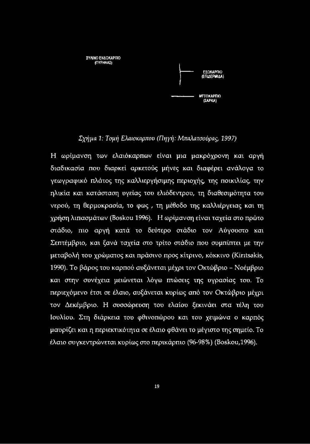 ΞΥΛΙΝΟ ΕΝΔΟΚΑΡΠΙΟ (ΠΥΡΗΝΑΣ) ΕΞΩΚΑΡΠΙΟ (ΕΠΙΔΕΡΜΙΔΑ) ΜΕΣΟΚΑΡΠΙΟ (ΣΑΡΚΑ) Σχήμα 1: Τομή Ελαιόκαρπου (Πηγή: Μπαλατσούρας, 1997) Η ωρίμανση των ελαιόκαρπων είναι μια μακρόχρονη και αργή διαδικασία που