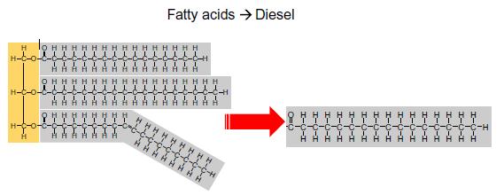 Σχήμα 1.4: Λιπίδια (λιπαρά οξέα) προς ντίζελ [9] Σχήμα 1.