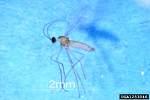 ΤΑΞΗ DIPTERA (μύγες, κουνούπια ) (150.