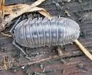11. ΣΑΛΙΓΚΑΡΙΑ (GASTROPODA : MOLLUSCA) Οργανισμοί υδρόφιλοι, κινούνται συνήθως νυκτερινές ώρες, ώστε να αποφεύγουν την ηλιακή ακτινοβολία και τις υψηλές θερμοκρασίες.