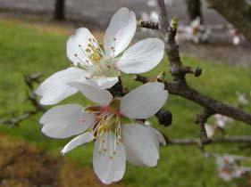 1. Αμυγδαλιά ( Amygdalus communis οικ. Rosaceae) Η αμυγδαλιά είναι φυλλοβόλος θάμνος ή δέντρο με ύψος που μπορεί να φτάσει και τα 8m, δεν φέρει αγκάθια και οι κλάδοι της είναι ευθείς.