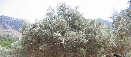 Ο καρπός της είναι ελαιώδης δρύπη, μεγέθους 1-2,5(-3,5) x 0,8-2(-3) cm, σχήματος ωοειδούς και χρώματος μαύρου κατά την ωρίμανση.