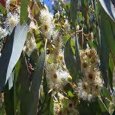 Εικ.12 ευκάλυπτος Eycalyptus spp(νέκταρ):το μέλι ευκάλυπτου είναι ανοιχτόχρωμο, κίτρινο με πρασινωπές ανταύγειες Έχει έντονο άρωμα με χαρακτηριστική γεύση.