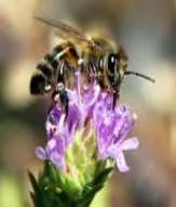 13 μέλι ανθέων(νέκταρ): Το μέλι ανθέων και δάσους το συλλέγουν οι μέλισσες από το νέκταρ και τη γύρη των λουλουδιών και των δέντρων κατά την περίοδο της άνθισής τους, καλλιεργούμενων ή αυτοφυών, από